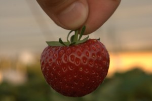 Strawbery farm
