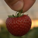 Strawbery farm